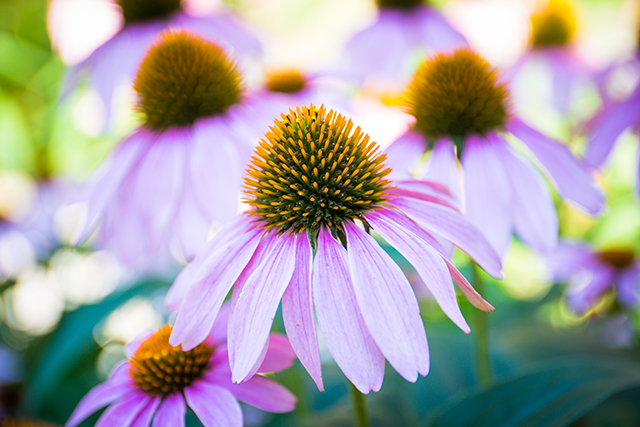 Vanishing North American Materia Medica