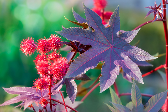 Amazing Physiological Facts that Will Change Your Practice of Herbalism