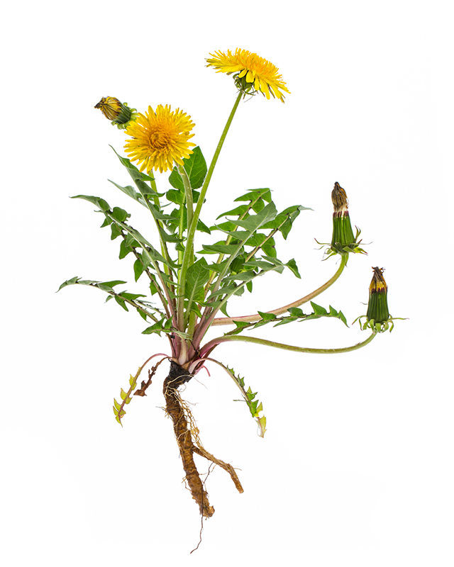 Organ Reserve and Trophorestorative Herbs