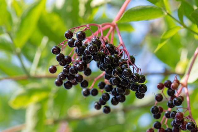Sambucus: A Global Medicine of Substance and Magic