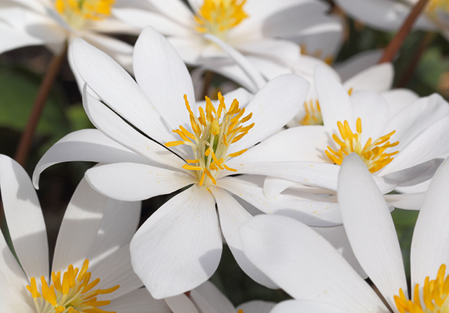 New Insights into Commonplace and Undervalued Herbs
